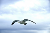 flying seagull
