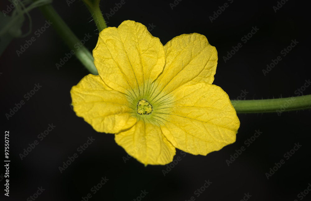 Flower of Japan Melon or honeydew melon Flower of Japan Melon or honeydew melon
