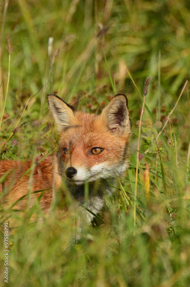Obraz premium Renard roux (Vulpes vulpes)