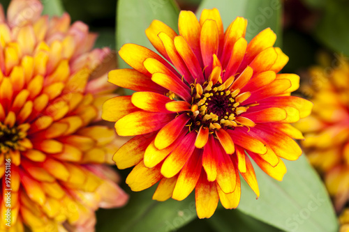 zinnia flower