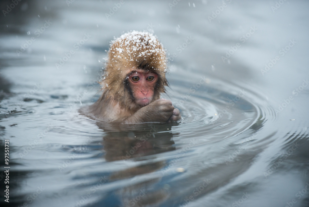 Naklejka premium Monkey in a natural onsen (hot spring), located in Snow Monkey, Nagono Japan.