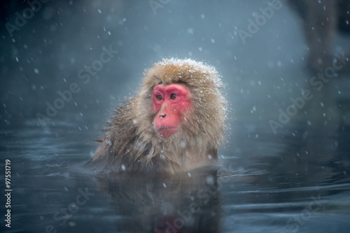 Monkey in a natural onsen (hot spring), located in Snow Monkey, Nagono Japan. photo