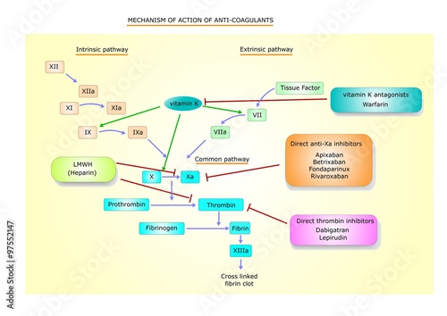 principali meccanismi d'azione degli anticoagulanti