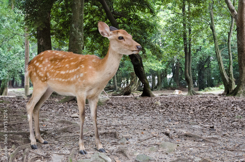 Deer posing