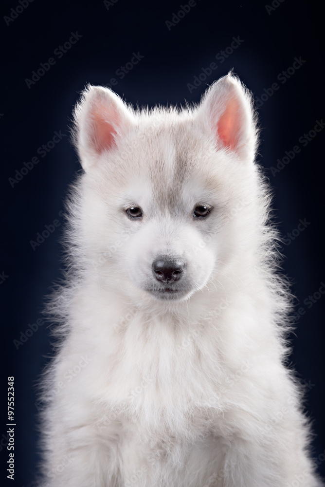 Cute little puppy of syberian husky Cute little puppy of syberian husky