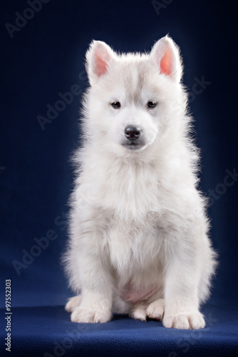 Cute little puppy of syberian husky