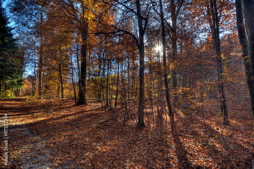 Herbstliche Wälder