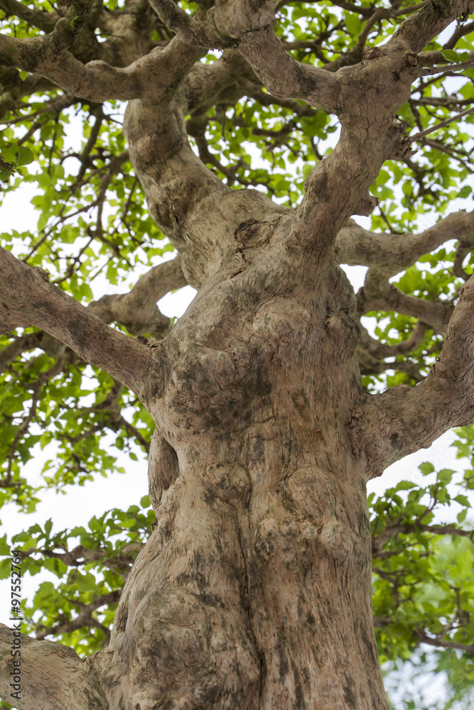 vertical photo of tree vertical photo of tree