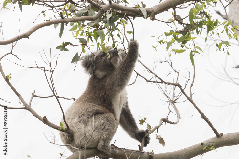 Fototapeta premium Koala picking eucalyptus leaves to eat