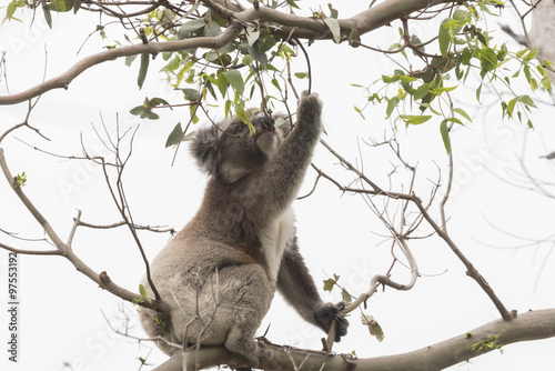 Koala picking eucalyptus leaves to eat