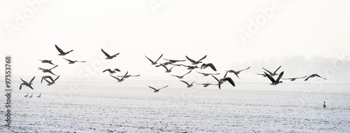 Birds flying over a snowy field in winter