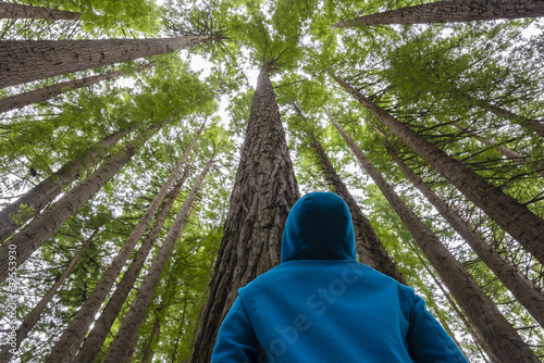 Tapeta Man looking up in a forest