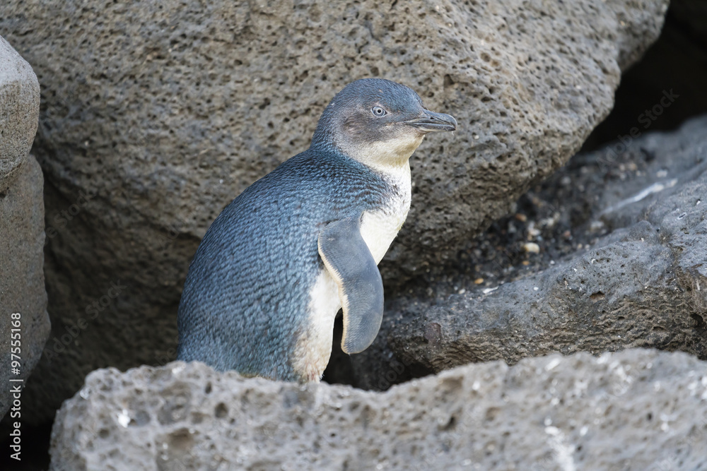 Naklejka premium Little penguin returning from sea to the nesting area