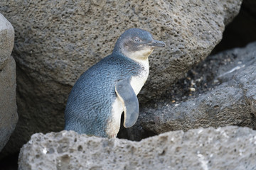 Fototapete Pinguin Zwergpinguin kehrt vom Meer zurück  © ymgerman