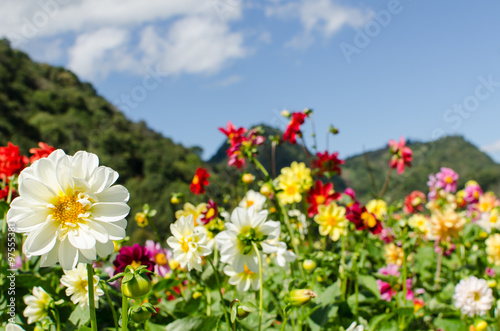 Dahlia flower in the garden and blue sky © nungning20