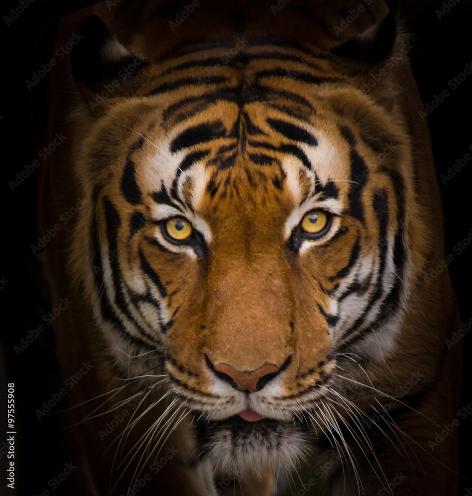 Fototapeta Zbliżenie tygrys sumatrzański.