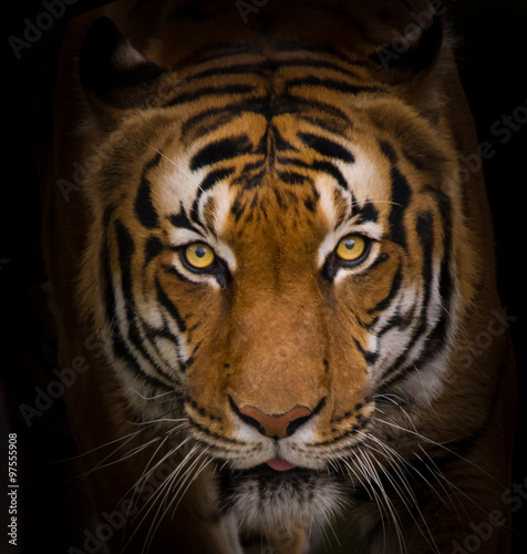 Sumatran Tiger close-up.