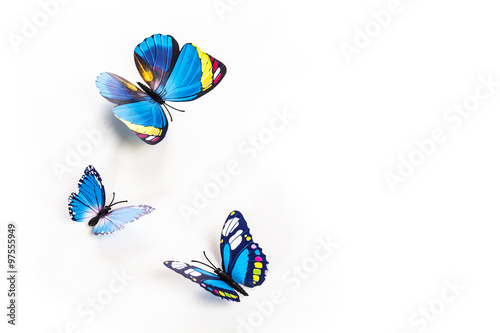 blue butterfly on a white background