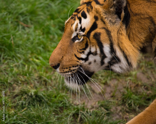 Fototapeta Naklejka Na Ścianę i Meble -  Sumatran Tiger close-up.