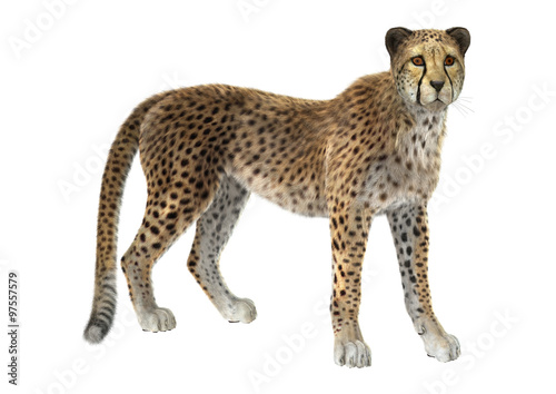 Big Cat Cheetah