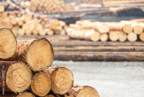 Baumstämme - Sägewerk