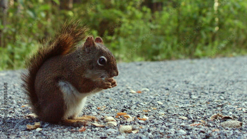 Squirrel Eating Peanuts on the Ground Close-up Squirrel Eating Peanuts on the Ground Close-up