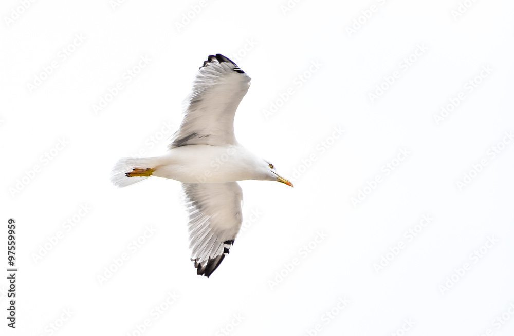 Seagull flying, gliding or soaring isolated on white Seagull flying, gliding or soaring isolated on white