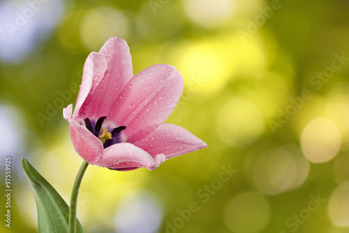  a flower on a green background closeup