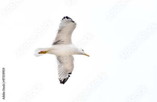 Seagull flying, gliding or soaring isolated on white