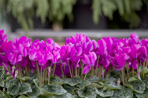 Pink Cyclamen