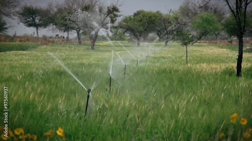 Irrigation of green wheat field with sprinklers (left to right camera panning)