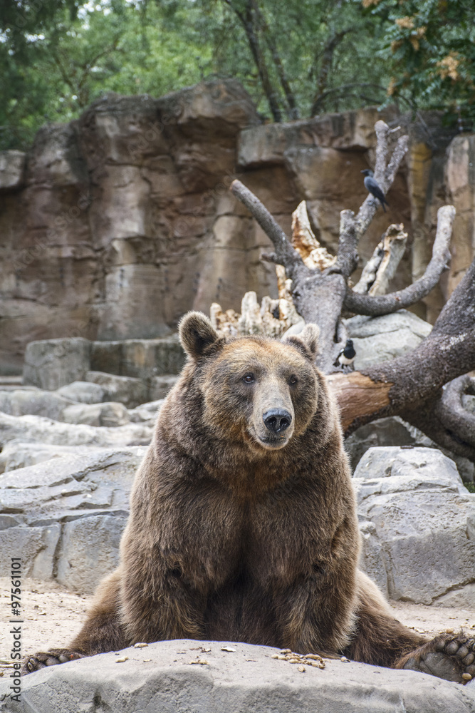 Fototapeta premium The funny brown bear is sitting in the forest on his back