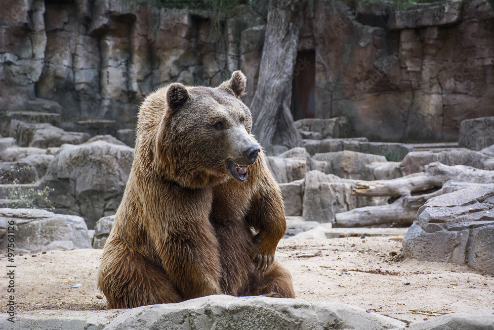 Fototapeta premium The sad brown bear is sitting in the forest