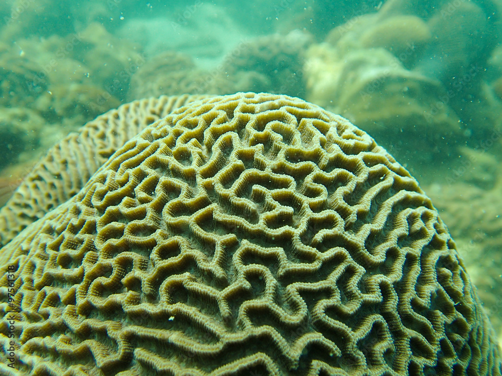 Obraz premium Closed up to polyp of brain coral, Platygyra