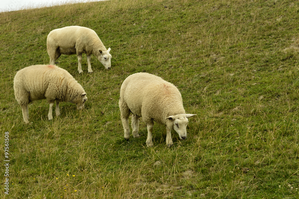 Fototapeta premium sheep