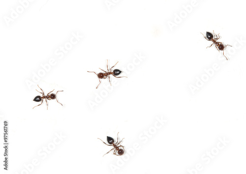ants on a white background