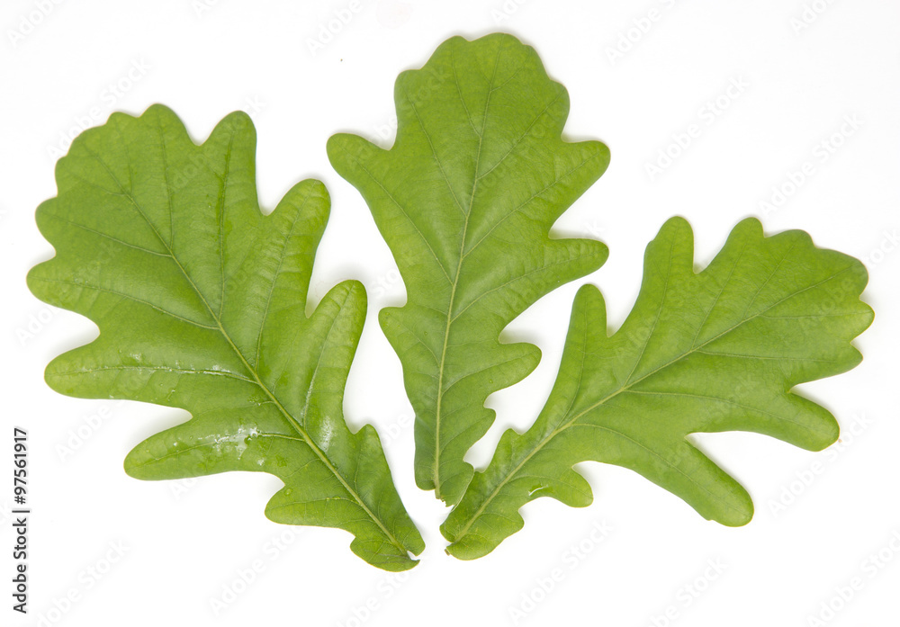 Young oak leaves on a white background Young oak leaves on a white background