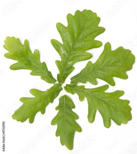 Young oak leaves on a white background