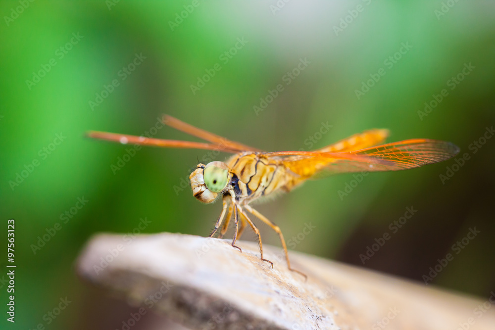 dragonfly dragonfly