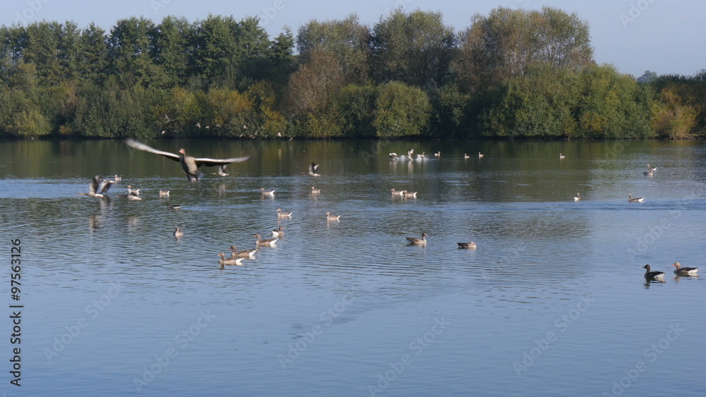 Flock of Greylag geese (anser anser) taking off at lake 4K UHD Flock of Greylag geese (anser anser) taking off at lake 4K UHD