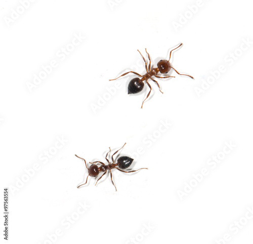 ants on a white background