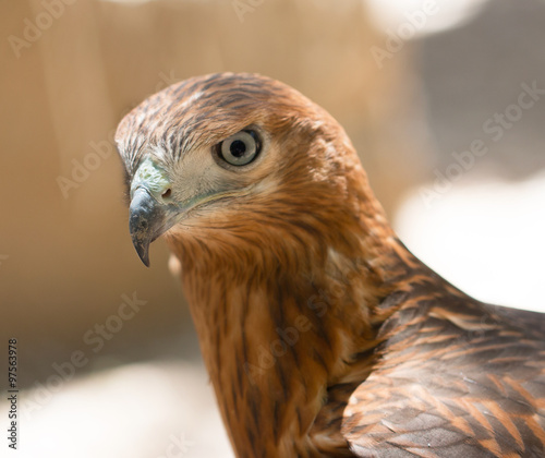 bird s head hawk