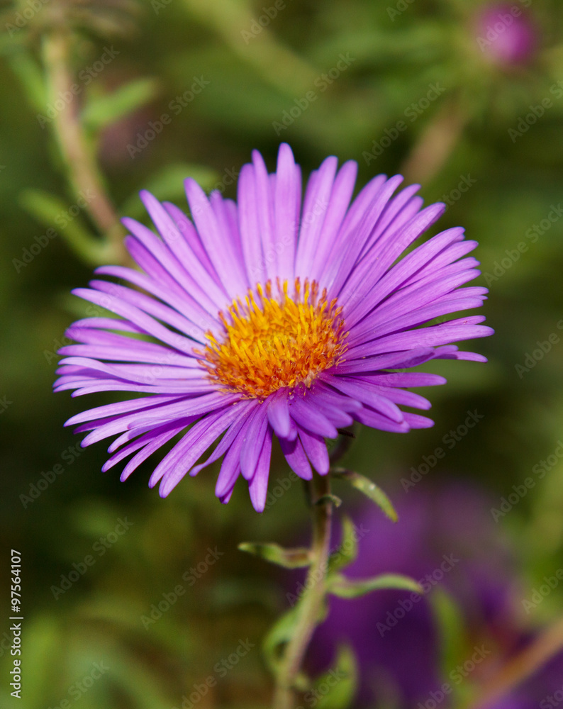 Fototapeta premium lilac flower aster
