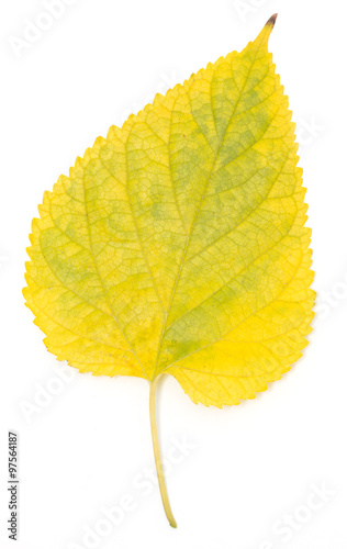 yellow autumn leaf on a white background