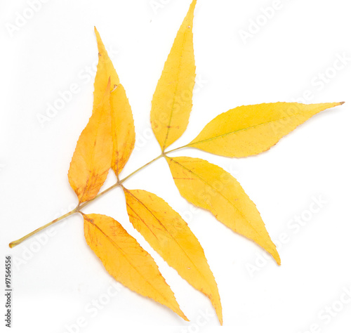 yellow autumn leaves on a white background