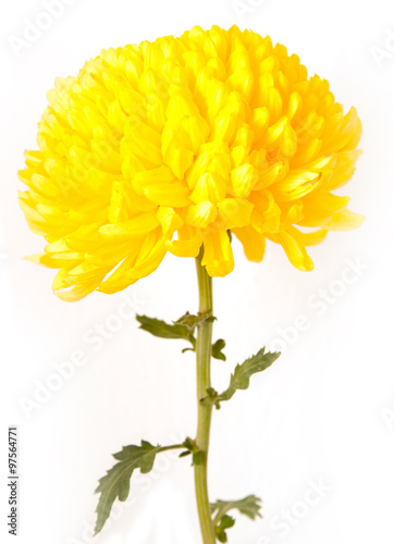 yellow chrysanthemum on a white background