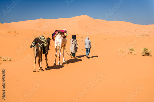 Female tourist and nomadic berber leading 2 camels through desert, Erg Chebbi, Morocco