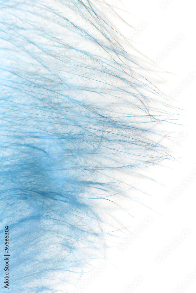 peacock feather on a white background peacock feather on a white background