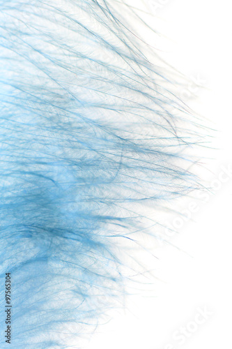 peacock feather on a white background