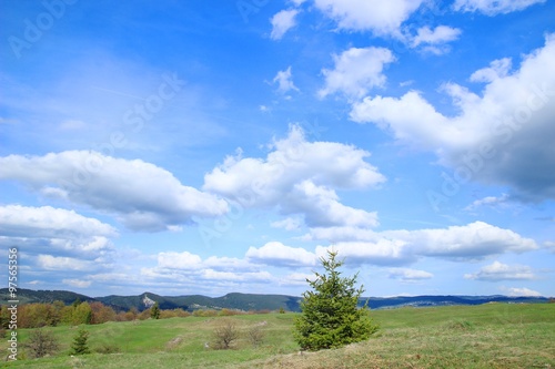 Little pine tree in spring